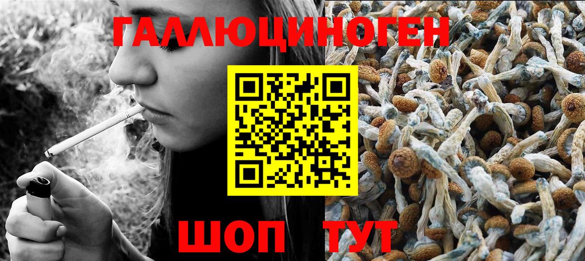 Галлюциногенные грибы Psilocybe Щёлково